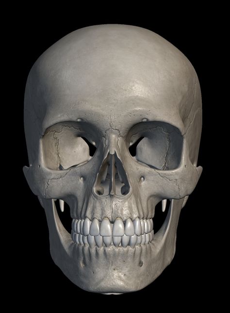 Skull Front View, Anatomy Drawing Reference, Skeleton Art Drawing, How To Draw Art, Sketch Head, Bone Drawing, Skull Anatomy, Anatomy Bones, Skull Reference