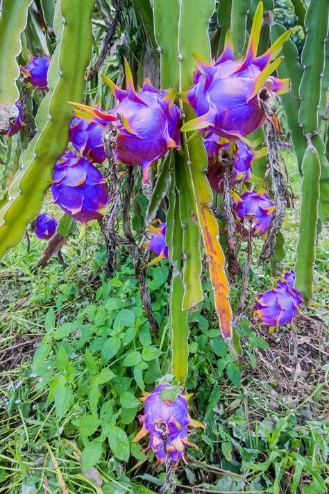 Blue Dragon Fruit - Is It Real or a Myth ? | Balcony Garden Web Dragon Fruit Varieties, How To Grow Dragon Fruit, Zz Plants, Dragon Fruit Plant, Plant Breeding, Pink Fruit, Zz Plant, Corner Garden, Blue Fruits