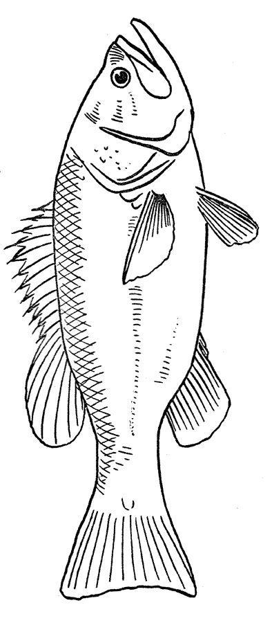 Fish Coloring Pages - 1                                                                                                                                                     More Simple Bass Fish Tattoo, Fish Design Drawing, Fishing Coloring Pages, Fish Colouring Pages, Fish Colouring, Catfish Coloring Page, Fish Outline Printable Free, Fish Coloring Pages Free Printable, Fish Colouring In Pages