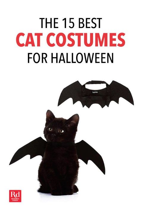 Diy Clothes For Cats, Cat Halloween Costume Pet, Cute Cat Costumes, Cat Costume Diy, Kitten Costumes, Pet Costumes Cat, Costumes For Halloween, Cat Halloween Costume, Moon T Shirt