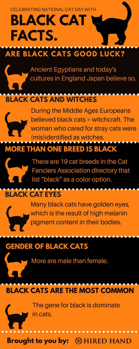 Black Cat facts! #cat #halloween Black Cat Awareness Month, Facts About Black Cats, Black Cat Knowledge, Black Cat Good Luck, National Black Cat Day, Black Cat Superstition, Black Cat Day, Dogs Images, National Cat Day