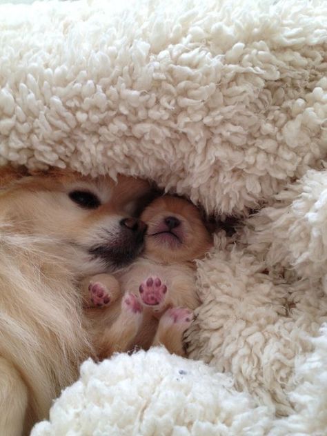 God Baby, Baby Puppy, Cute Pomeranian, Pomeranian Puppies, Puppy Paws, Airedale Terrier, Pomeranian Puppy, Pomeranian Dog, Mom Baby