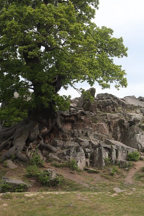 Bradgate Park_ Flickr  This gives you an idea what Sheffield Park would have looked like. Bradgate Park, South Yorkshire, Deer Park, Leicester, Sheffield, Norfolk, Plein Air, Grand Canyon, Hunting