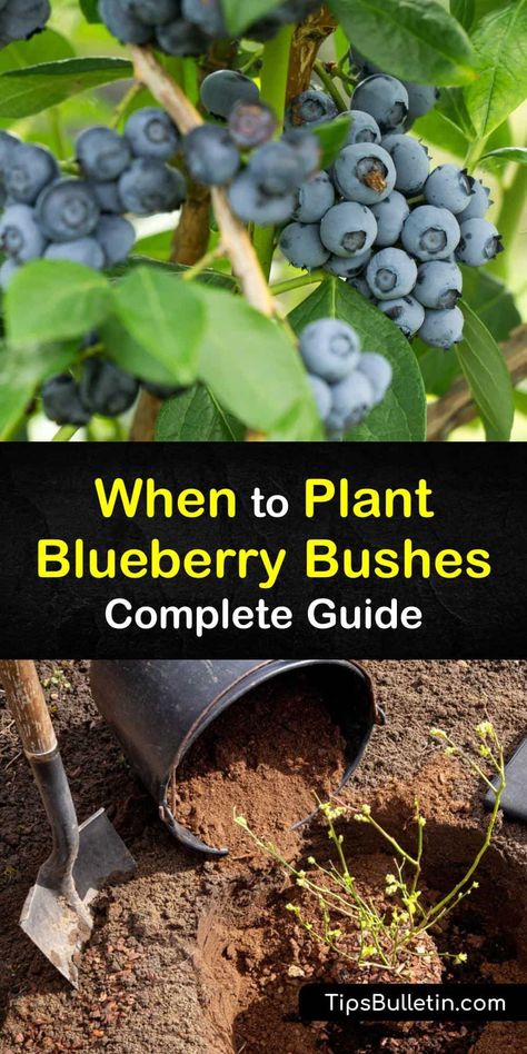 Discover how to grow beautiful blueberry bushes in full sun in your home garden this year. Learn about when to plant blueberry bushes and how to use sawdust, peat moss, and other organic matter to help your blueberries blossom. #growing #blueberries #planting #time Growing Blueberries Bushes, Planting Blueberry Bushes, Blueberry Tree, Growing Berries, Suburban Homestead, Pioneer Living, Healthiest Fruits, Blueberry Gardening, Blueberry Bush