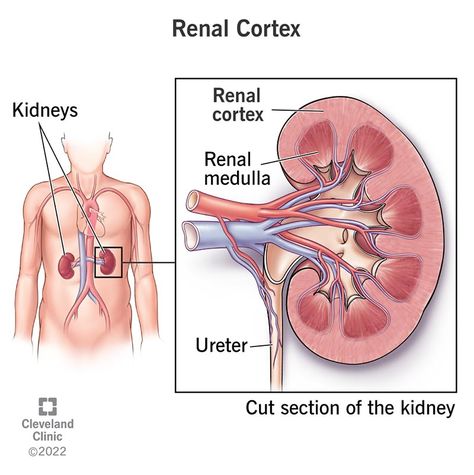 Kidney Anatomy, Kidney Function Test, Nephrotic Syndrome, Polycystic Kidneys, Reducing High Blood Pressure, Kidney Damage, Frequent Urination, Cleveland Clinic, Calf Muscles