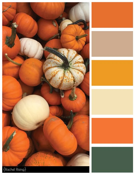 Pumpkin Color Scheme Pumpkin Patch Color Palette, Halloween Color Palette, Orange Paint Colors, Train Pumpkin Carving, Pumpkin Carving Template, Paint Color Schemes, Orange Paint, Color Pallete, Fall Color Palette