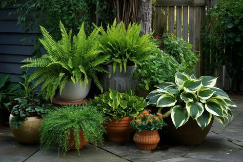 Potted Plant Arrangements, Garden Provence, Florida Plants Landscaping, Shaded Patio, Courtyard Plants, Potted Plants Patio, Tropical Patio, Plant Arrangements, Small Courtyard