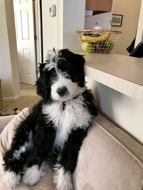 Bernedoodle Black And White, Black And White Bernedoodle, Black Bernedoodle, Jackie Core, White Fluffy Dog, Dogs Aesthetic, Bernedoodle Puppies, Mini Bernedoodle, Bernedoodle Puppy