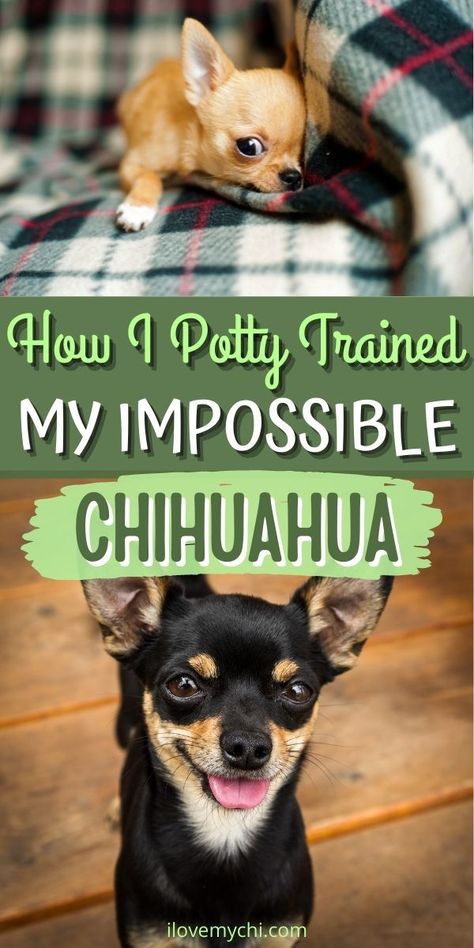 Chihuahua Puppy Training, Chiweenie Puppies, Chihuahua Facts, Chihuahua Training, Train Your Puppy, No Reservations, Dog Potty Training, Potty Training Puppy, Dog Training Advice