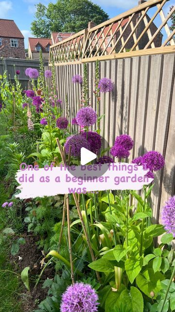 54K views · 2.8K likes | 🌸GINA’S FLOWER GARDEN 🌸 on Instagram: "💜💚 One of the best things I did as a beginner gardener is plant alliums 💜💚. I’ll be adding more now, and should have last years bulbs come up too so I’m hoping for a lovely big display. I’m doing the same as last year and planting them at the middle and back of the border so I can have some tulips at the front for that beautiful pop of spring colour too. Then when the tulips finish the alliums, poppies and foxgloves will take centre stage. (and some other biennials I have added this year!). Do you have alliums in your garden? Let me know what you think in the comments! 💜🪴🌸💐🌷🌼🌺🐝 #alliums #allium #gardens #garden #gardener #gardeningtips #beginnergardener #flowers #flower #cutflowers #gardendesign #bulbs #bulbplant Allium Flower Bed, Bulbs Around Trees, Aliums In Garden Beds, Allium Border Garden Design, Allium Globemaster Landscape Design, Spring Bulb Border, Allium And Tulip Garden, Allium And Hydrangea, Allium Flowers Landscaping Ideas