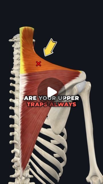 Exercise For Trapezius Muscle, It Tape Shoulder, Upper Trapezius Stretch, Trapizeus Muscle Workout, Lower Trapezius Exercises, Lower Trap Exercises, Trapezius Workout, Exercise Shoulder, Mobility Program