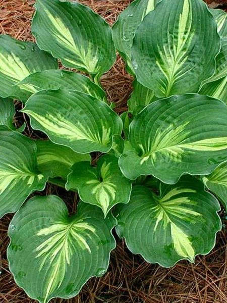 Plantain Lily, Hosta Varieties, Shade Garden Plants, Hosta Gardens, Hosta Plants, Have Inspiration, Shade Plants, Greenhouses, Shade Garden