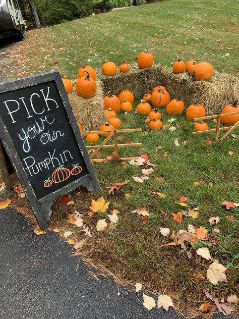 Pumpkin Picking Birthday Party, Fall Harvest Party Ideas For School, Fall Festival Theme Birthday Party, Fall Park Birthday Party, Hay Ride Birthday Party, Mini Pumpkin Patch Ideas, Pumpkin Theme Party Decoration, Fall Themed Second Birthday, Fall Harvest 1st Birthday Party