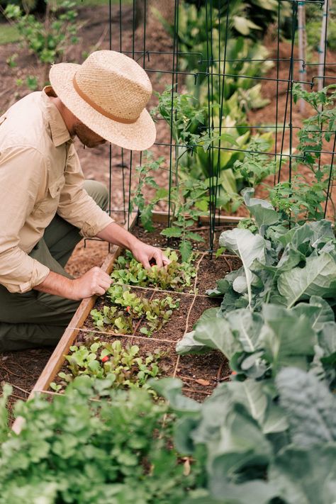 Beginning Gardening, Backyard Food, Gardening Guide, Video Garden, Veggie Patch, Gardening Trends, Square Foot Gardening, Garden Guide, Gal Meets Glam