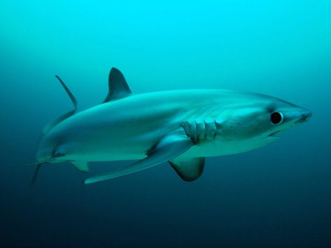 Thresher Shark, Shark Conservation, Diving Course, Mako Shark, Bull Shark, Shark Diving, Travel Culture, Shark Tattoos, Aquatic Animals