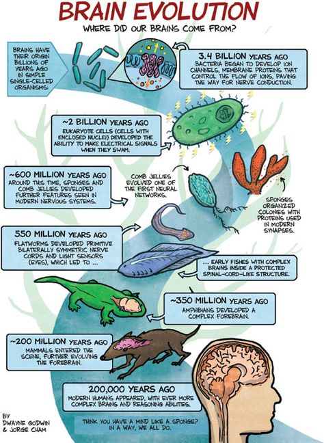 Your Brain Evolved from Bacteria! Evolution Activities, Life Science Classroom, Scientific American Magazine, Eukaryotic Cell, Secondary Science, Ap Biology, The Human Brain, Human Evolution, Teaching Biology