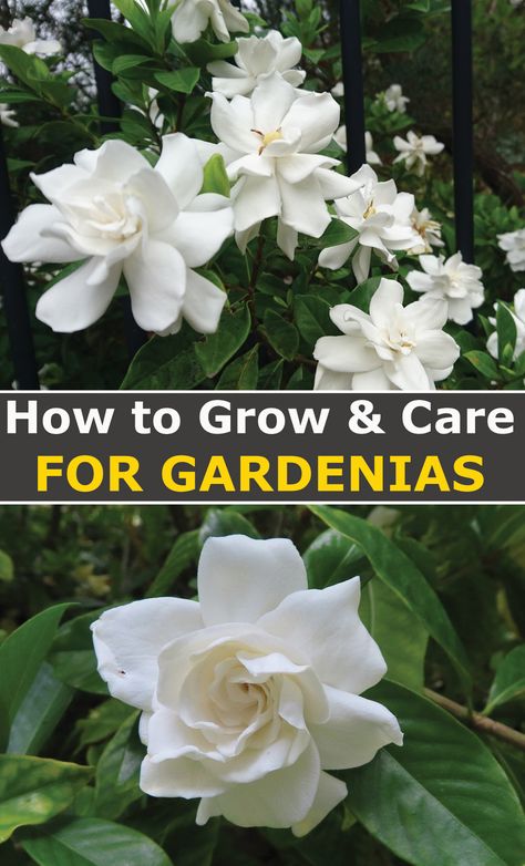 How To Grow Gardenias, Gardenia Care Potted, Gardenia Plant Front Yards, Gardenia Tree Landscaping, Pruning Gardenia Bush, Gardina Bush Shrubs, Gardenia Bush In Front Of House, Gardenia Care Outdoors, Everblooming Gardenia