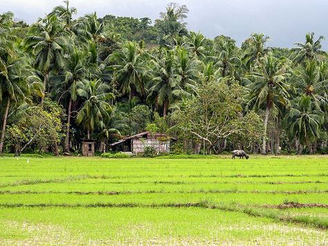 Travel The Philippines - 15 photos that will make you want visit this country - E&T Abroad Probinsya Life, Province Life Philippines, Rural Philippines, Farm Philippines, Philippines Country, Environment Photography, Free Photo Filters, Future Farms, Summer Paradise