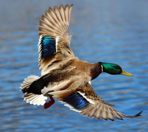 Male Mallard Duck Flying Over Water. A male mallard duck flying above the water , #spon, #Flying, #Water, #Duck, #Male, #Mallard #ad Duck Hunting Blinds, Duck Flying, Duck Mount, Waterfowl Taxidermy, Male Duck, Duck Tattoos, Raising Ducks, Duck Pictures, Duck Photo