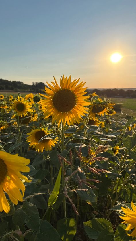 Summer Sunshine Aesthetic, Sunflower Field Aesthetic, Fall Reset, Lal Mirch, Sunflower Aesthetic, Sunshine Wallpaper, Growing Sunflowers, Sunflower Photography, Sunset Time