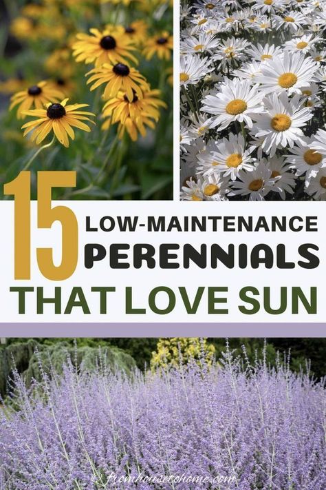 Full Sun Perennials: 10 Low Maintenance Plants That Thrive In The Sun | These low maintenance perennials all have pretty flowers and will brighten up your full sun garden border. Even better...they don't require a lot of work to make your landscaping look beautiful. #fromhousetohome #perennials #gardeningtips #gardenideas  #lowmaintenancegarden #sunperennials Flower Beds Along Walkway, Full Sun Flower Bed Ideas Design, Decorating Backyard, Low Maintenance Perennials, Perennials Low Maintenance, Flower Bushes, Full Sun Garden, Full Sun Perennials, Farm Layout