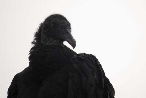 Black Vulture, photo by Toribird Vulture Aesthetics, Vultures Aesthetic, Black Vulture, Vulture Aesthetic, Face Wrinkles, Very Scary, Interesting Reads, Water Tower, Linkin Park