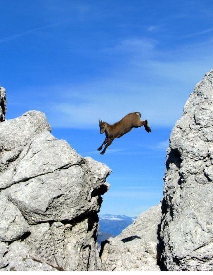 Wilderness Pictures, Goat Jumping, Mountain Goat, Second Chance, Nature Animals, Best Photos, Animal Lovers, Albania, Slovenia