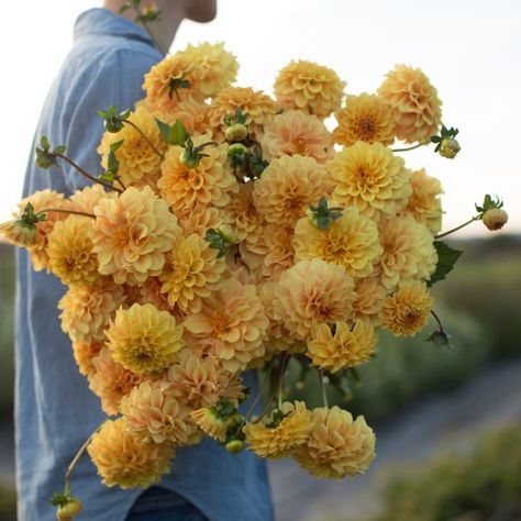 Floret Farm’s Cut Flower Garden Book Giveaway Yellow Dahlia, Long Vase, Bouquets Wedding, Cut Flower Garden, Plant Spacing, Van Dijk, Soft Yellow, Wedding Arrangements, Ornamental Grasses