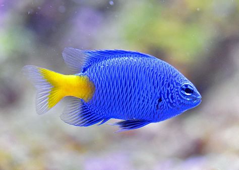 Saltwater Aquarium Fish, Saltwater Fish Tanks, Pretty Fish, Yellow Fish, Saltwater Tank, Beautiful Sea Creatures, Marine Fish, Pet Fish, Aquatic Animals