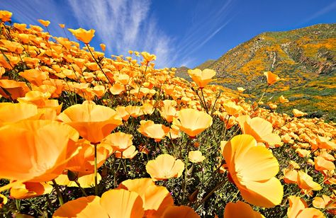 California's Super Bloom Is Too Pretty for Words | Well+Good Poppies California, Super Bloom, Portfolio Template Design, Lake Elsinore, Riverside County, Visit California, California Poppy, Portfolio Template, Poppy Field