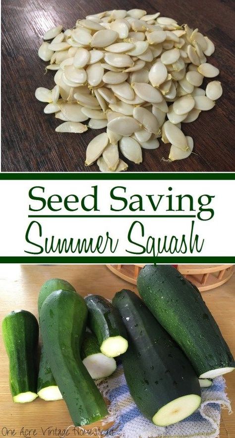 Saving Seeds From Vegetables, Growing Squash, Gemüseanbau In Kübeln, Planting Pumpkins, Squash Seeds, Vintage Pumpkin, Homestead Gardens, Seed Saving, Home Vegetable Garden