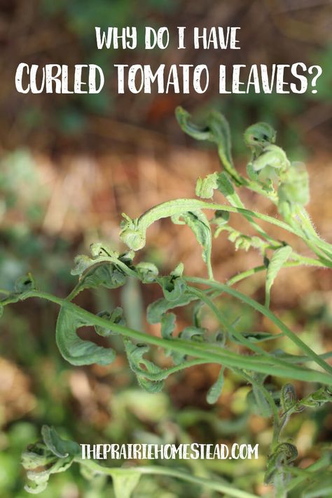 Why do I have Curled Tomato Leaves? (I think I poisoned my garden...) a sad, sad story... Tomato Leaves Curling, Tomato Leaves, Growing Organic Tomatoes, Tomato Farming, Growing Tomatoes In Containers, Homestead Gardens, Survival Gardening, Organic Tomatoes, Tomato Garden