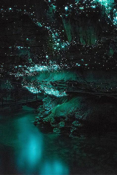 Waitomo Glowworm Caves, Glowworm Caves, Glow Worm Cave, Glow Worm, New Zealand Travel, 판타지 아트, Alam Semula Jadi, Fantasy Landscape, Belle Photo