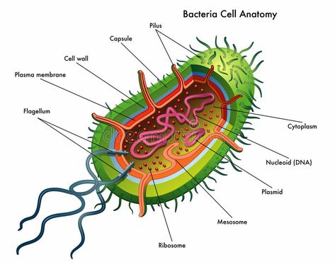 Bacteria Cell Anatomy. Medical illustration of the bacteria cell anatomy , #AFF, #Anatomy, #Medical, #Bacteria, #Cell, #cell #ad Bacterial Cell Drawing, Bacterial Cell Structure, Eye Anatomy Diagram, Animal Cell Anatomy, Anatomy Medical Illustration, Cell Anatomy, Cell Biology Notes, Bacteria Cell, Bacterial Cell