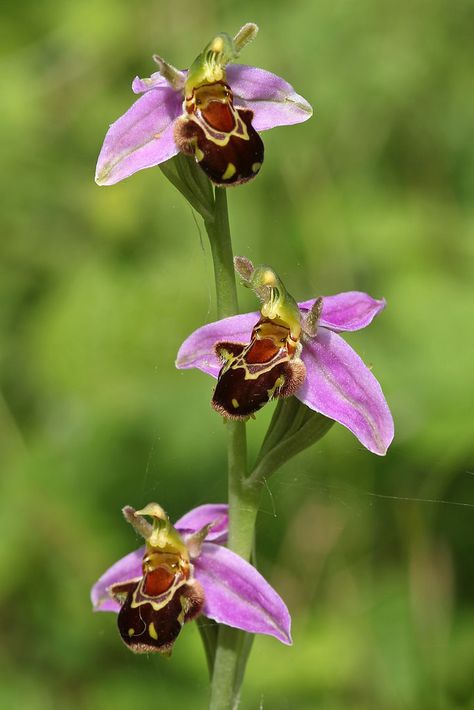 Bee Orchid: Ophrys apifera Orchid And Bee Tattoo, Conservatory Plants, Orchid Bee, Bee Orchid, Thistles Art, Wild Orchids, Orchids Flowers, Bee Orchid Flower, Orchid Species