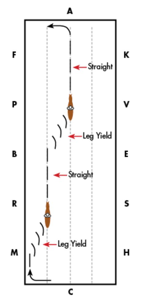 Dressage Exercises Training, Horse Riding Exercises, Equestrian Exercises, Horse Jumping Exercises, Equestrian Training, Riding Ideas, Pole Exercises, Dressage Tests, Dressage Exercises