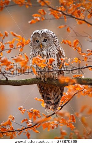 Foto Stock : Shutterstock Ural Owl, Forest Owl, Owl Feather, Owl Images, Screech Owl, Orange Leaves, Forest Photos, Tree Images, Orange Leaf