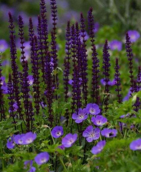 Oudolf Field, Rozanne Geranium, Steep Gardens, Small Cottage Garden Ideas, Geraniums Garden, Courtyard Plants, Salvia Nemorosa, Geranium Rozanne, Plant Combos