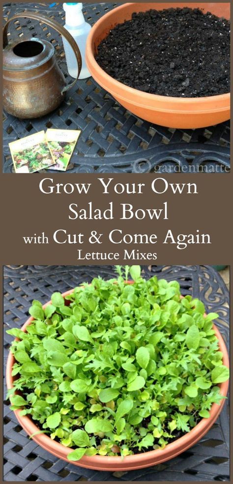 Lettuce Bowl, Indoor Gardening Ideas, Growing Lettuce, Salad Greens, Indoor Vegetable Gardening, Garden Veggies, Garden Help, Green Bowl, Indoor Gardening