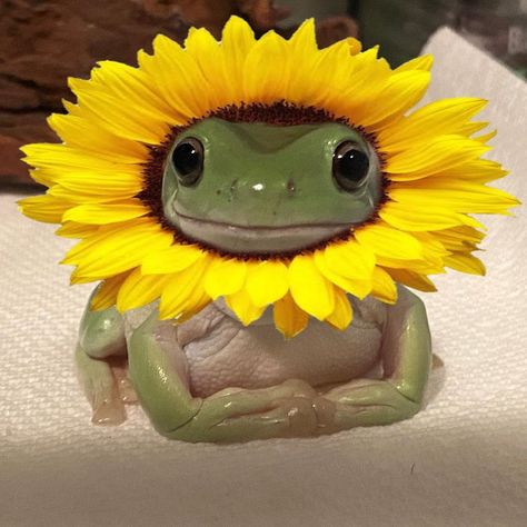 Frogs With Flower Hats, Yellow Frog Aesthetic, Frog With Flower Hat, Happiness Pics, Frog Sunflower, Frog Core, Animals With Flowers, Baby Sunflower, Frog Games