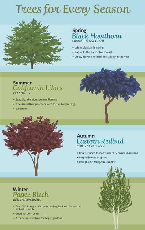 Types Of Trees, Trees For Front Yard, Backyard Trees, Landscaping Trees, Garden Landscape Design, Front Yard Landscaping Design, Garden Trees, Garden Layout, Landscape Trees