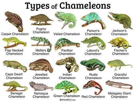 Chameleon Safe Plants, Chameleon Set Up, What Do You Need For A Chameleon, Chameleon Habitat Ideas, Chameleon Care Tips, Cuban False Chameleon, Camilion Pets, Chameleon Species, Pygmy Chameleon