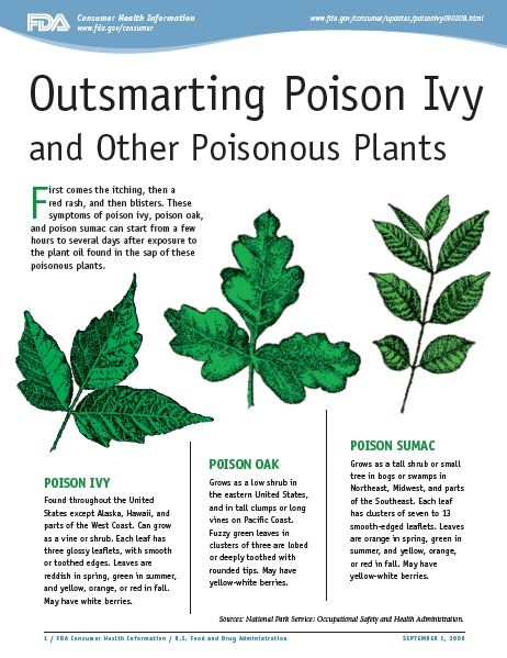 "Outsmarting Poison Ivy and Other Poisonous Plants" is a great handout from the FDA that provides a concise and thorough guide on how to identify poisonous plants, how to avoid adverse reactions, and how to treat those reactions when they occur. Kill Poison Ivy, Poison Ivy Plants, Poison Oak, Girl Scout Camping, Ivy Plants, Poisonous Plants, Plant Identification, Bug Out Bag, Poison Ivy