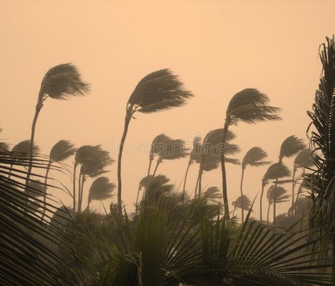 Topical storm. Tropical storm with a lot of rain #Sponsored , #Sponsored, #Ad, #storm, #lot, #Tropical, #Topical Tropical Storm Aesthetic, Forest Themes, Stage Inspiration, Nature Scape, Night Of The Iguana, Storm Tattoo, Africa Photography, Stormy Skies, Rain Art