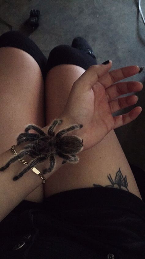 Spider Aesthetic, Tattoo Spider, Pet Aesthetic, Pet Tarantula, My Biggest Fear, Tarantula Spider, Pet Spider, Biggest Fear, Spider Crafts