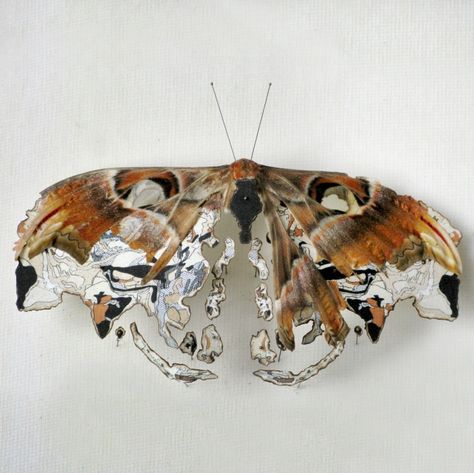 Broken Butterflies. Anne ten Donkelaar.   using bits of old maps to mend Insects, Butterflies, Art, Moth, Amber, Wall, White