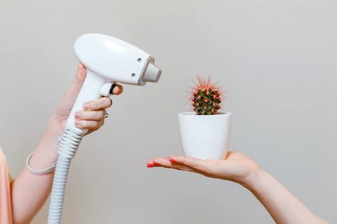 Premium Photo | Hand holing laser hair removal machine and other hand holding a cactus on light grey background Cactus Light, Laser Hair Removal Machine, Arm Circles, Vintage Nails, Wax Strips, Types Of Hair, Hair Removal Machine, Get Well Soon Gifts, Women's Portrait Photography