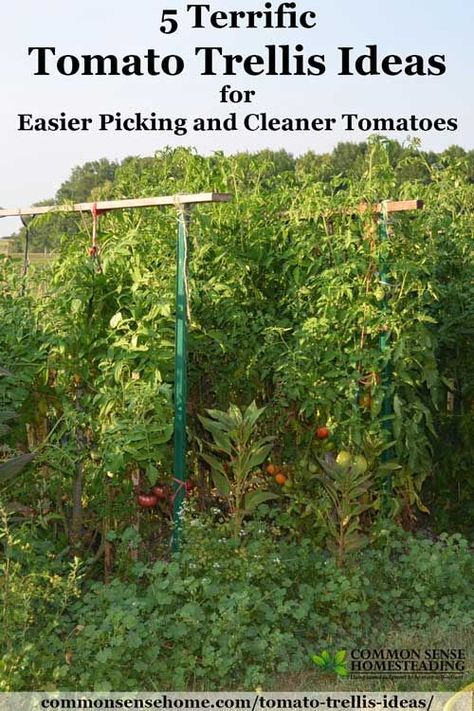 Check out these homemade tomato trellis ideas that are wind resistant, tall, short, funky and budget friendly to find the right one for your garden. Tomato Trellis Ideas, Diy Tomato Trellis, String Trellis, Tomato Stakes, Plant Cages, Tomato Trellis, Cattle Panels, Trellis Ideas, Growing Tomatoes In Containers