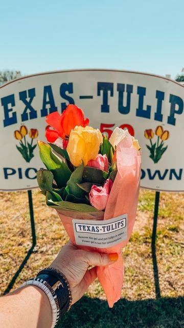 Texas Tulips Outfit, Tulip Picking Outfit, Tulip Picking, Texas Tulips, Field Pics, American Vibes, Texas Spring, Tulip Farm, America Trip