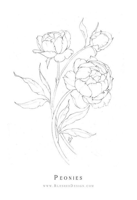 Hand Drawn Peonies, Peony Patchwork Tattoo, Peonie Flower Drawings, Peonies Outline Drawing, Pioni Flowers Drawing, Feminine Tattoos Stencil, How To Draw Peony Flowers, Flower Drawing Peony, Peony Design Drawing